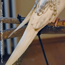 Weißkopf - Zimt - Perlschecke - Henne - Schwanz von oben