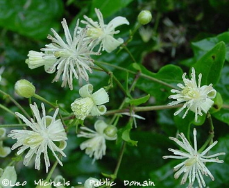 Clematis