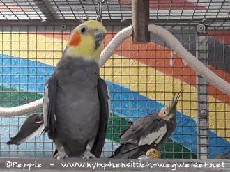Charlie mit Gretel im Januar 2022