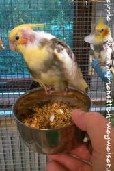 Chico auf dem Futternapf