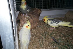 Cooper (hinten), Frau James (rechts) und Pinky (vorn)