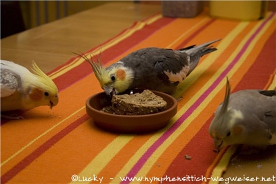 Papageienbrot schmeckt lecker