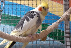 Kuki im Februar 2020