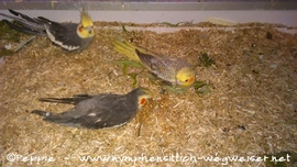 Lindbergh, Jacko und Rainbow 1