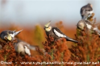 wilde Nymphensittiche in Australien