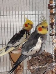 Piku und Cuddles im Juni 2020