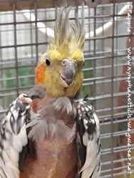 Skinny mit neuen Federchen