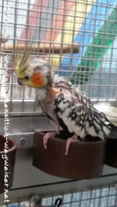 Skinnylein