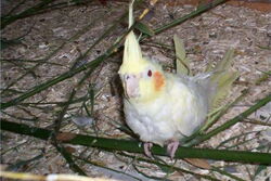 Siphie auf dem Bambuszweig