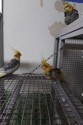Timmi, Blondie und Cuddles