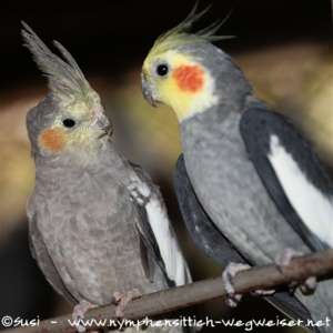 Abgabevögel - Paar