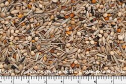Hungenberg Nymphensittich Wegweiser Mischung bei Birdsandmore
