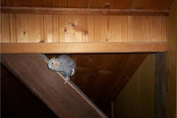 Lisa auf dem Balken im Büro