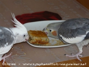 Nymphenbisquit ist lecker! 