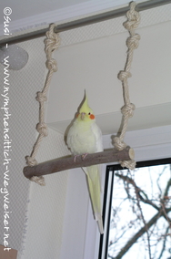 Einzelner Lutino auf einfacher Seilschaukel