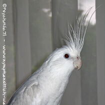 Weißkopflutino - Kopf