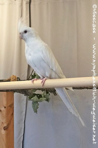 Weißkopflutino - Gesamtansicht