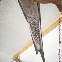 Schwanzunterseite einer Weißkopf Kopffleckschecken Henne