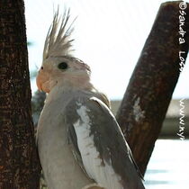 Weißkopf Zimt Jungvogel