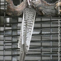 Schwanzunterseite eines Weißkopf-Zimt Weibchens