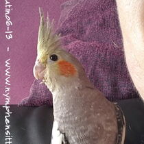 wildfarbener Jungvogel - Geschlecht unbekannt