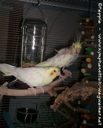 Annika knabbert an den Hölzern der Korkbrettschaukel