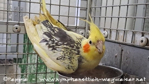 Blondie im Februar 2025