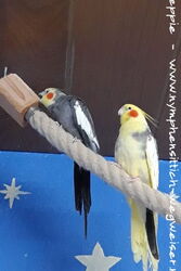 Charlie und Peaches