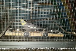 Felix auf der Futterbar