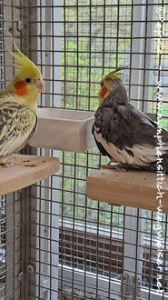 Heidi und Cuddles