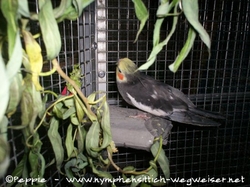 Jacko auf seinem Lieblingsbrettchen