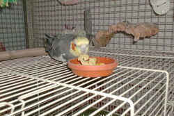 Jacko schmecken die Nudeln