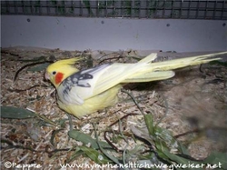 James gibt Rätsel auf