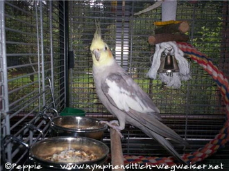 Mambo in der Villa Sunrise