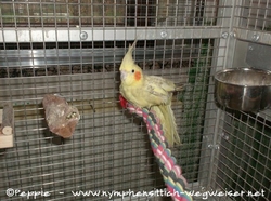 Rainbow auf dem Seil