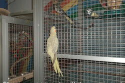 Rainbow an Sunday City