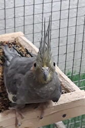 Zadie im Februar 2021