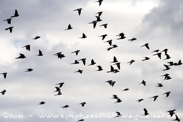 frei fliegender Nymphensittichschwarm