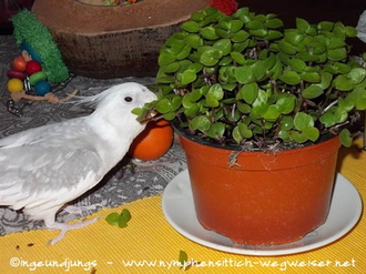 Golliwoog ist super lecker!
