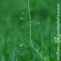 Hirtentäschel - einzeln