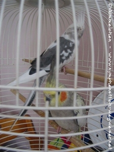 Rundkäfige sind Tierschutzwidrig