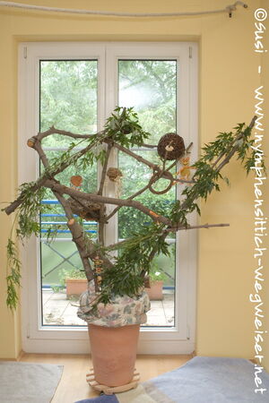 Kletterbaum vor dem Fenster des Vogelzimmers