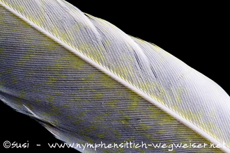 Schwungfeder einer Lutino Henne oder eines Lutino Jungvogels