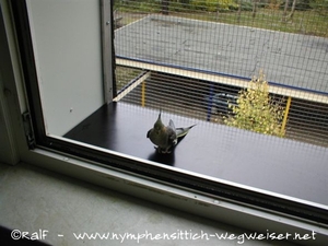 Nähere Ansicht des Fenstergitters