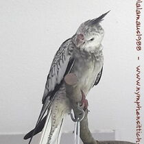 Weißkopf Geperlt - Jungvogel