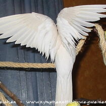 Weißkopf Lutino - Flügeloberseiten