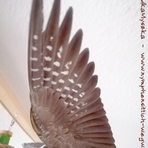 Flügelunterseite einer Weißkopf wildfarbenen Kopffleckschecken Henne