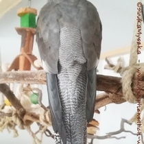 Rückenansicht einer Weißkopf wildfarbenen Kopffleckscheckenhenne