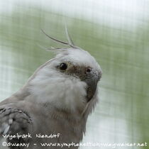 Kopfansicht eines weißkopfzimtfarbenen Kopffleckscheckenmännchens