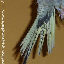 wildfarben opalin Schwanzunterseite